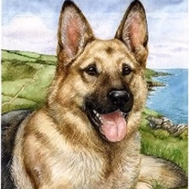 Syntego German Shepherd Paint by Numbers Kit with Multicolour Acrylic Canvas