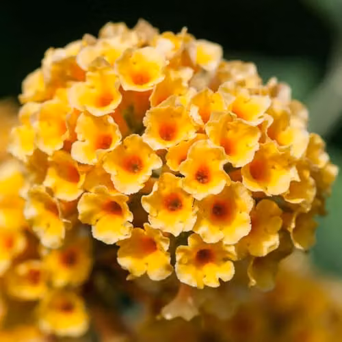 YouGarden Buddleia weyeriana Sungold Butterfly Bush, Yellow Ornamental Shrub in a 2L Pot – 3