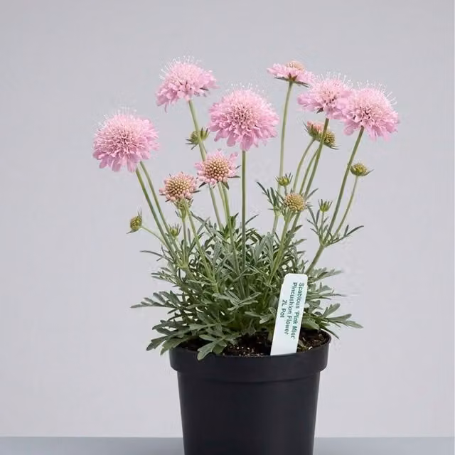 Plants By Post Scabious Pink Mist Lavender Pink Perennial Outdoor Cottage Garden Plant