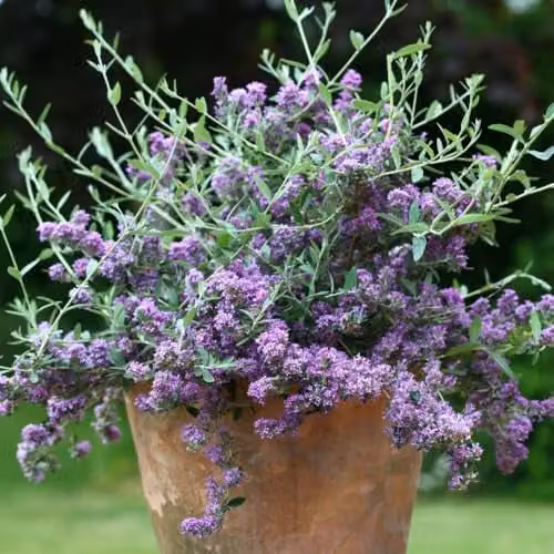 Thompson & Morgan Buddleja alternifolia Purple Butterfly Bush, 9cm Pot