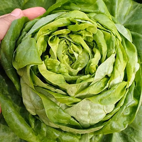 Thompson and Morgan Organic Sylvesta Butterhead Lettuce Seeds, 150 Seeds
