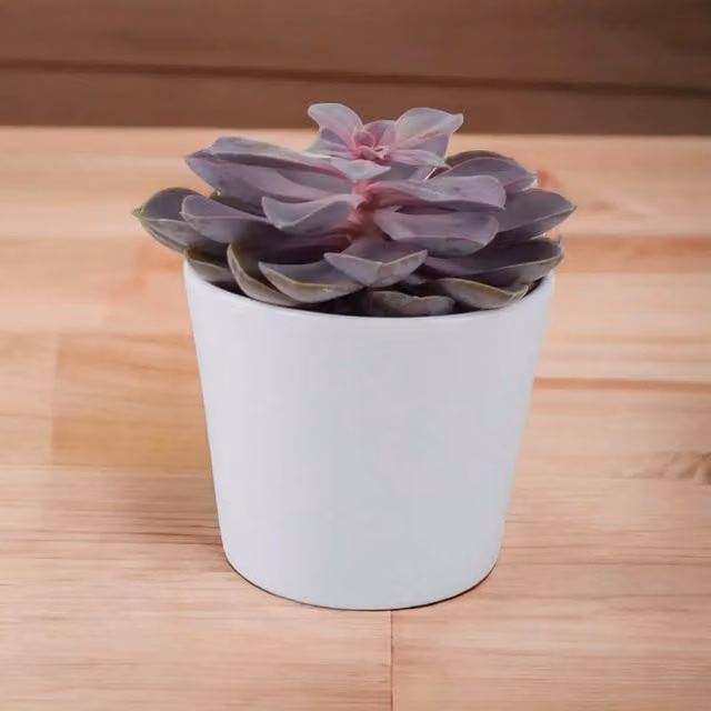 Plants by Post Echeveria Purple Pearl Purple Succulent Houseplant in 12cm Pot