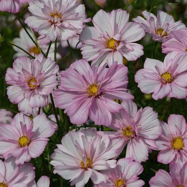 Set of 3 Pink Cosmos Bipinnatus Bedding Plants by Plant Theory