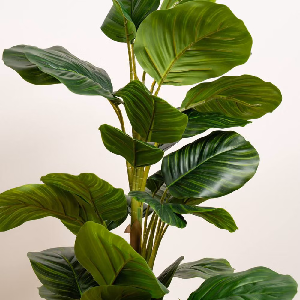 Scottish Everlastings Ltd Real Touch Arrowroot Maranta Plant in Green, Height: 70 cm – 2