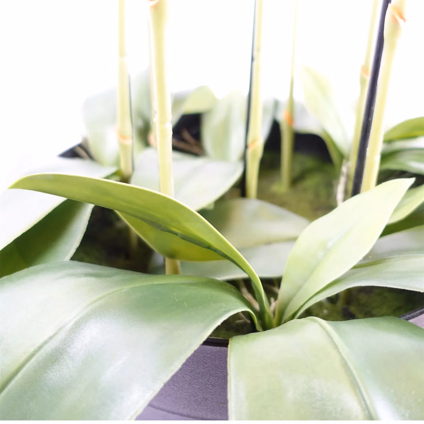 Botanik Realistic Artificial Black Orchid Plant with Green Leaves, Potted, Height: 110 cm – 5