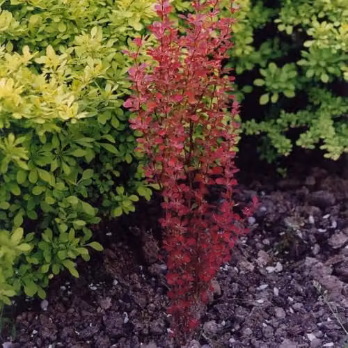 Thompson & Morgan Berberis thunbergii Orange Rocket Orange Foliage Shrub, 7.5 Litre Pot – 2