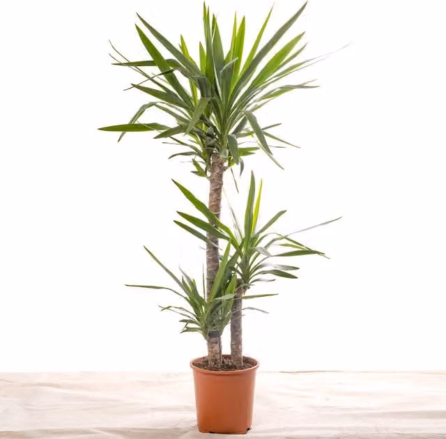 GardenersDream Yucca Elephantipes Real Indoor Plant, Green and White, Height: 130 cm