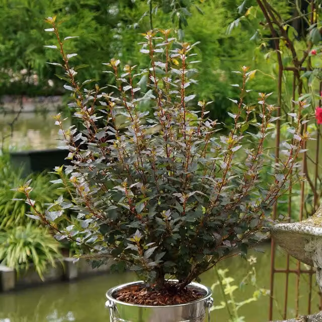 Marshalls Garden Physocarpus Little Joker Red Ornamental Shrub