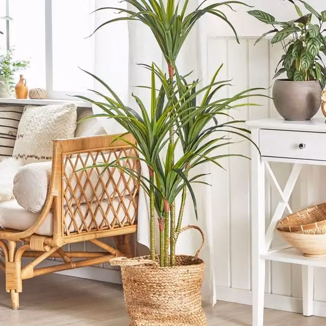 Wyld and Coco Artificial Green Dracaena Potted Indoor Plant, Height: 147 cm