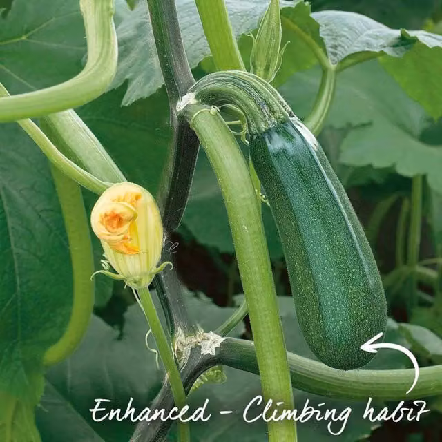 Marshalls Garden Black Forest F1 Climbing Courgette Vegetable Seeds, Green