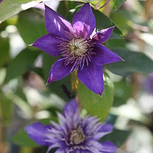 Thompson and Morgan Clematis Multi Blue Large Double Summer Flowering Climbing Perennial Garden Plant, 1.7 Litre Pot – 3