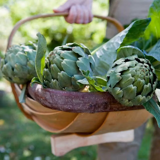 Marshalls Garden Green Globe Artichoke Vegetable Seeds
