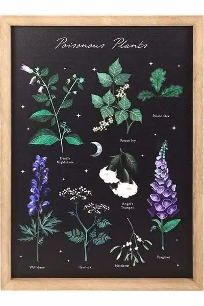 KDMD Poisonous Plants Botanical Framed Wall Art Print in Black and Multicolour – 2