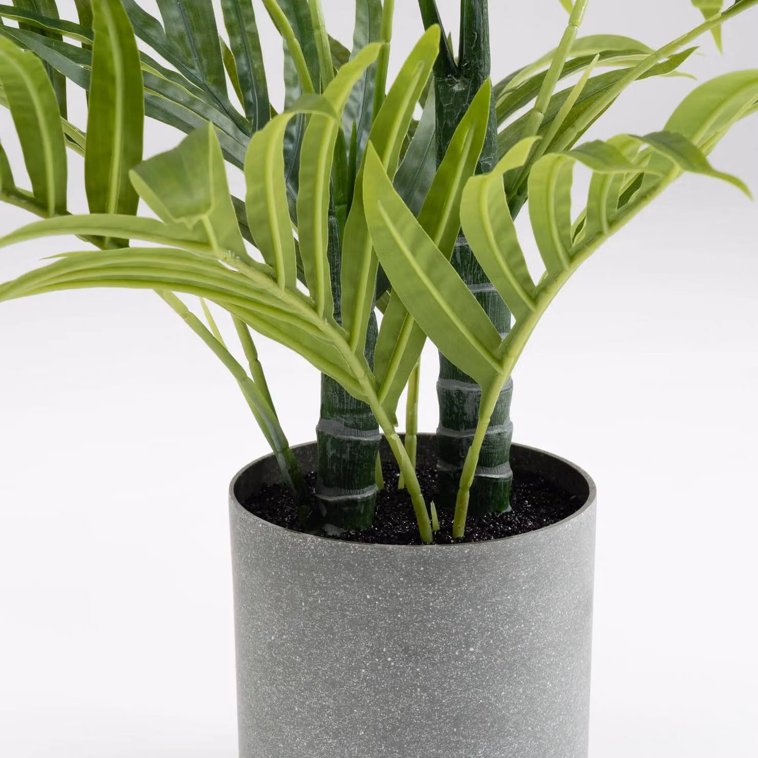 Scottish Everlastings Ltd Potted Green Palm Tree, Height: 60 cm – 2