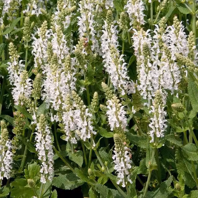 Marshalls Garden Salvia Lyrical White Perennial Plant, White