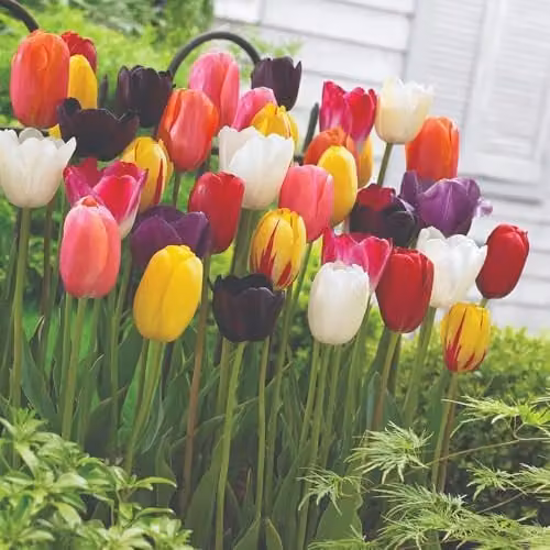 Thompson and Morgan Tulip Everlasting Mixed 8 Hardy Bulbs, Multicolour Spring Flowering Perennials – 1