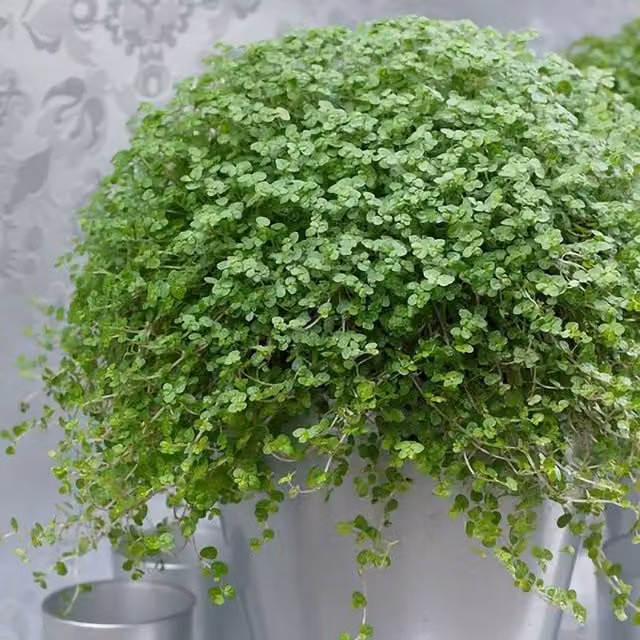 Primrose Soleirolia Mind Your Own Business Indoor Foliage Plant, Green, 15 cm