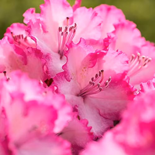 Thompson & Morgan Rhododendron XXL Ornamental Half Shrub Potted Plant in White and Pink – 3