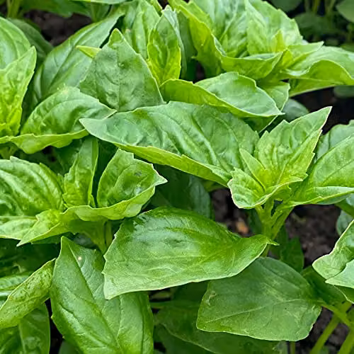 Thompson and Morgan Basil Devotion Herb Seeds – 1
