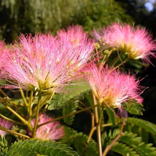 Thompson and Morgan Albizia julibrissin Tropical Dream Pink Silk Tree, 3 Litre Pot – 1