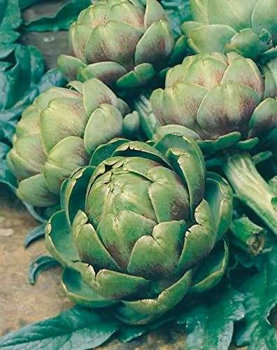 Johnsons Artichoke Green Globe Vegetable Seeds – 3