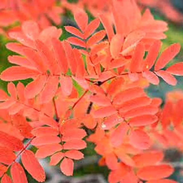 Sorbus Copper Kettle Mountain Ash Ornamental Tree with 12L White Pot