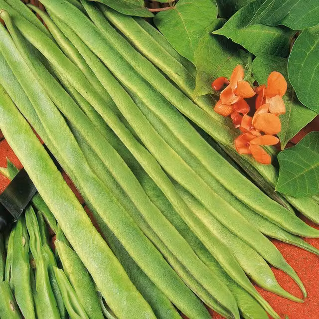 Marshalls Polestar Runner Bean Seeds with Salmon Flowers and 25cm Stringless Pods, 50 Seeds
