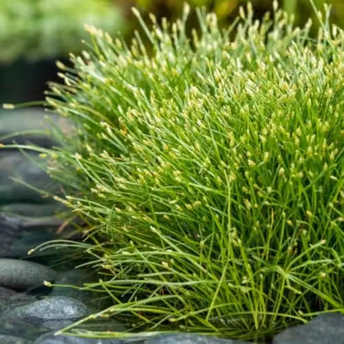 Thompson & Morgan Scirpus isolegis Slender Club Rush Oxygenating Aquatic Plant, 2 x 11cm Baskets – 1