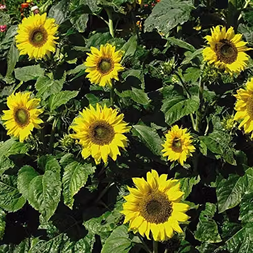 Thompson and Morgan Topolino Sunflower Seeds, Dwarf Hardy Annual with Bright Yellow Flowers, 1 Packet