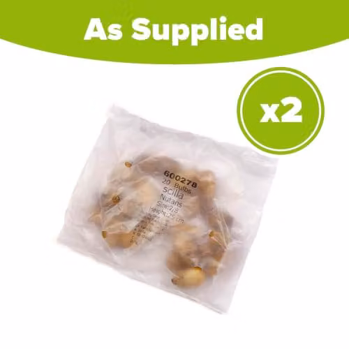 YouGarden English Bluebell Bulbs, 40 Bulbs for Autumn Planting – 2