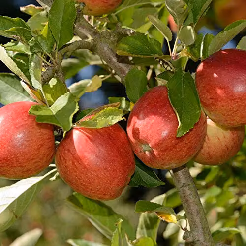Thompson and Morgan Braeburn Apple Mini Patio Fruit Tree in a 9cm Pot