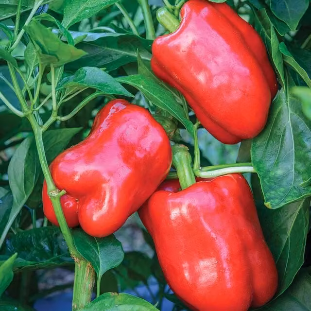 Marshalls Bellrouge Sweet Pepper Seeds, Red, 10 Seeds
