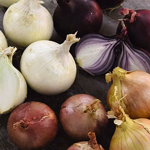 Thompson and Morgan Onion Four Colour Bulb Mix Multicolour Vegetable Seeds (200 Seeds)