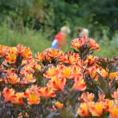 Thompson & Morgan Alstroemeria Indian Summer Peruvian Lily, Orange Multicolour Hardy Perennial, 2 x 50mm Plugs – 2