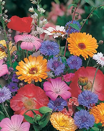 Johnsons Mixed Quick and Easy Annual Flower Seeds, Multicolour – 3