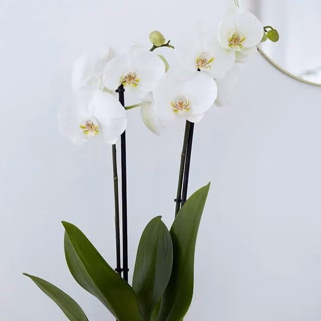 Primrose White Phalaenopsis Grandiflorum Moth Orchid in a 12cm Pot, 60cm Tall