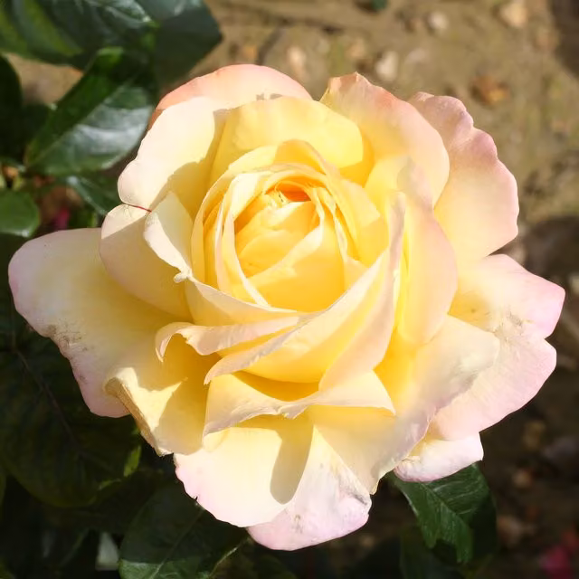 Plant Theory Madame A. Meilland Hybrid Tea Rose with Primrose Yellow Double Flowers, 4L Pot