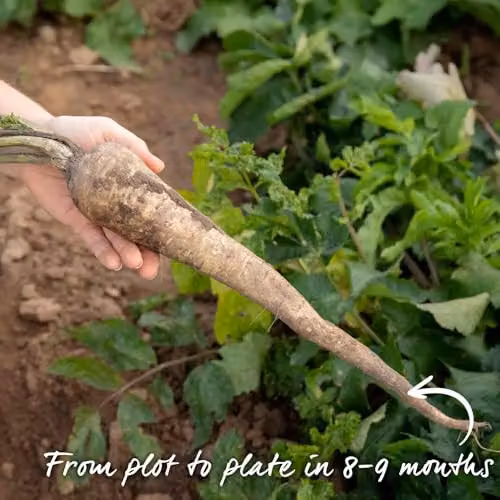 Unwins Parsnip Gladiator Vegetable Seeds – 2