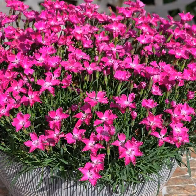 Marshalls Garden Dianthus Kahori Pink Scented Hardy Perennial Plant 9cm