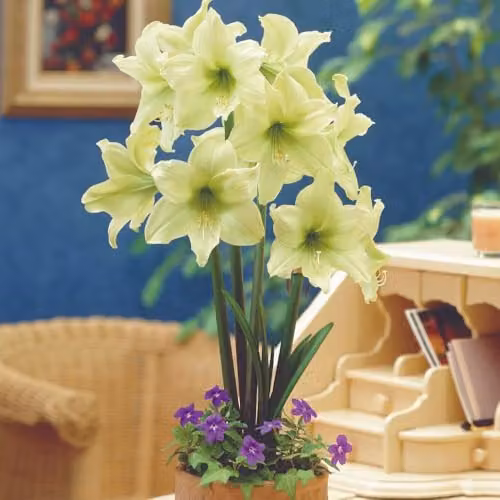 Thompson & Morgan Amaryllis Lemon Star Bulbs for Indoor Spring Flowering with Creamy Yellow Blooms