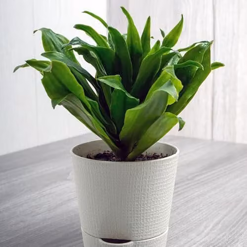 Thompson & Morgan Dracaena fragrans Compacta Indoor Houseplants with Dark Green Glossy Foliage, 2 x 5.5cm Potted Plants