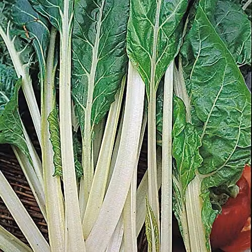 Thompson and Morgan Swiss Chard Lucullus Vegetable Seeds, 200 Seeds per Packet – 1