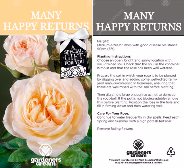 Gardeners Dream Many Happy Returns Rose Bush, Cream/Beige/Yellow/White