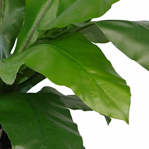 Leaf Large Artificial Bird's Nest Fern Plant in Green, 60 cm – 2