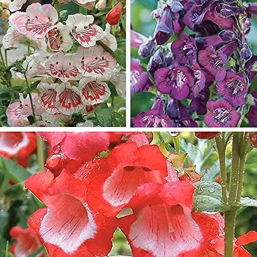 Thompson and Morgan Penstemon Ice Cream Collection Hardy Perennial Flowering Garden Plants, 3 x Plug Plants
