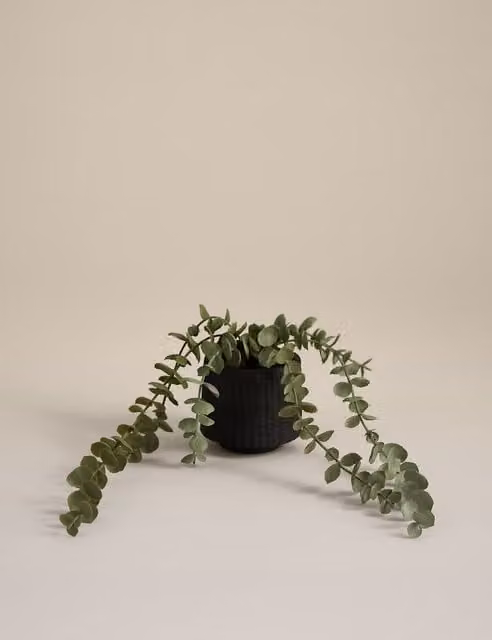 Moss & Sweetpea Artificial Trailing Baby Plant in a Black Textured Ceramic Pot
