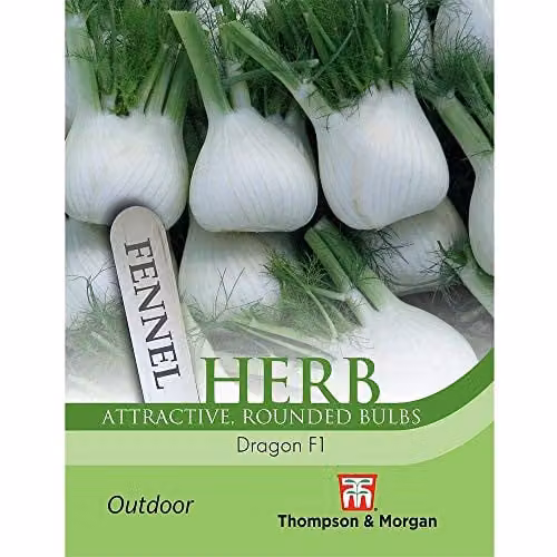 Thompson and Morgan Herb Fennel Dragon F1 Hybrid Foeniculum vulgare Seeds