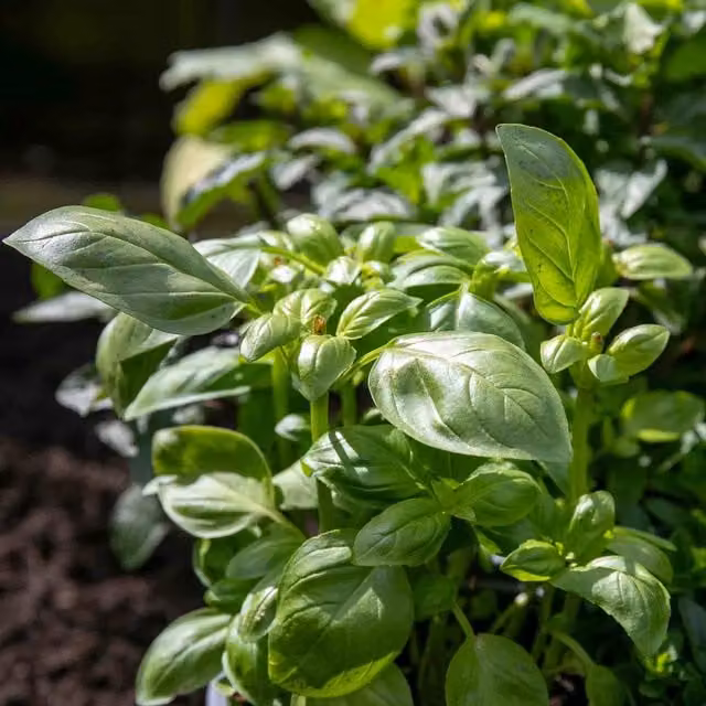 Marshalls Thai Basil Seeds (Ocimum basilicum) with Liquorice Flavour, 350 Seeds, Green and Purple