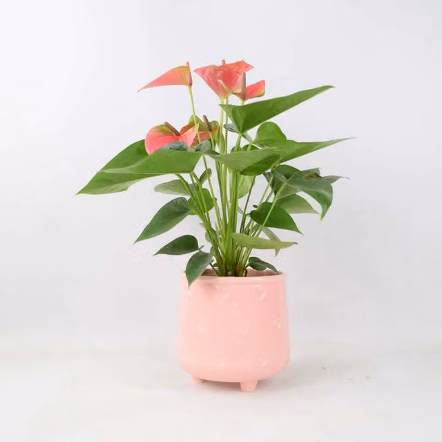 Plants by Post Pink Flamingo Anthurium Indoor Flowering Plant in 12cm Pot