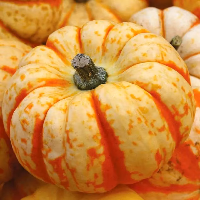 Marshalls Garden Pumpkin Seeds Sweet Lightning Orange-speckled White Vegetable Seeds